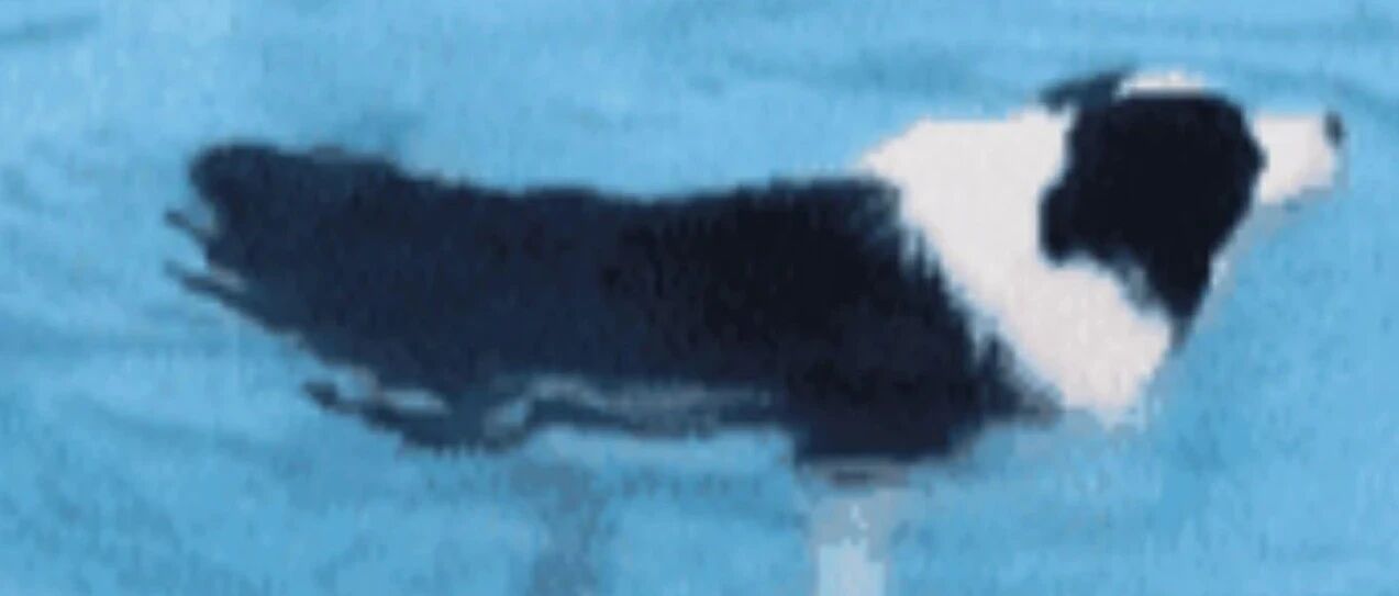 边牧和萨摩同一个班上课，学霸和学渣的差距一目了然！