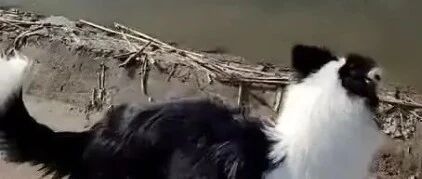 边牧：这功劳至少有我的一半~