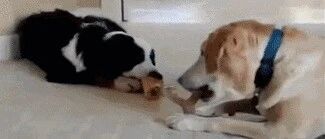 当边牧遇上霸道拉布拉多，太欺负汪啦！