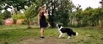 养只边牧，就知道狗狗有多聪明啦~