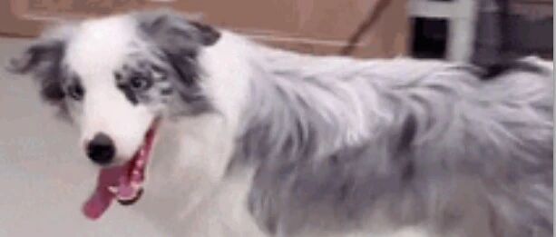 被边牧当成羊是种什么体验？