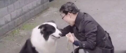 边牧吓到小朋友？真正要管的不是狗而是人