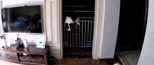 笼高一尺，狗高一丈！就没有边牧越不了的狱。。。