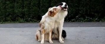 我是来看边牧的，没想到吃了一嘴狗粮！