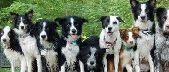 这样的边牧谁不爱。。太乖了简直！