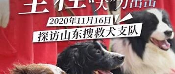 什么？边牧竟然当了消防搜救犬！