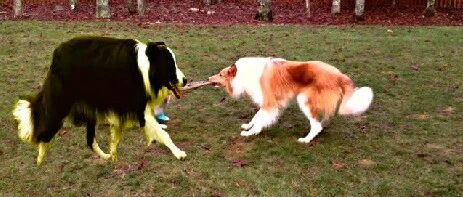 同样都是牧羊犬，边牧和苏牧你更喜欢哪一个？