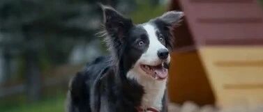 狗狗世界也是流行看脸么？边牧被成功吸引，另一只狗狗竟然吃醋了！