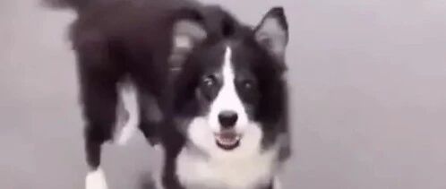 边牧：来，我给你表演一个~