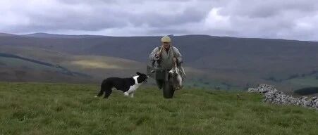 有个边牧当助手，做个农夫也挺幸福的