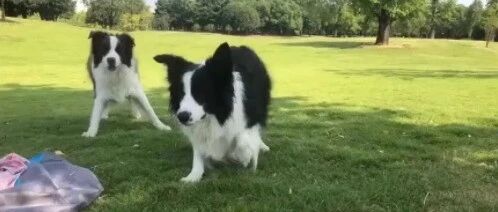 边牧那么聪明，你能骗到你家边牧吗？