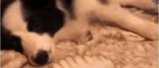 给边牧梳毛它不耐烦，主人轻轻打了下后…