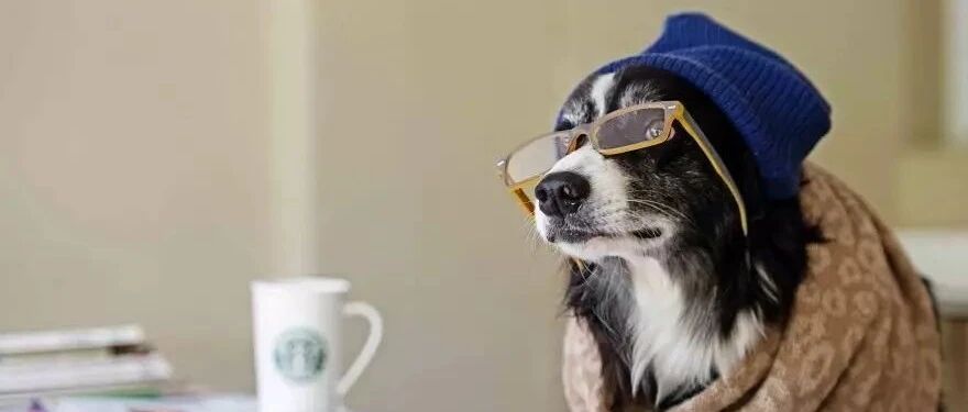 边牧是边牧，狗是狗系列之——体现边牧智商的七大高光时刻