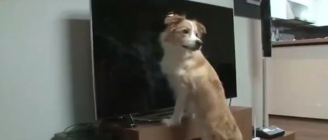 边牧沉迷于足球节目，主人关掉电视后会自己打开…