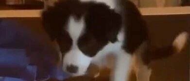 看这只小边牧现在的样子，就知道它长大后一定不简单