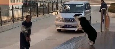 人不如狗系列？跟边牧玩球竟然输了…