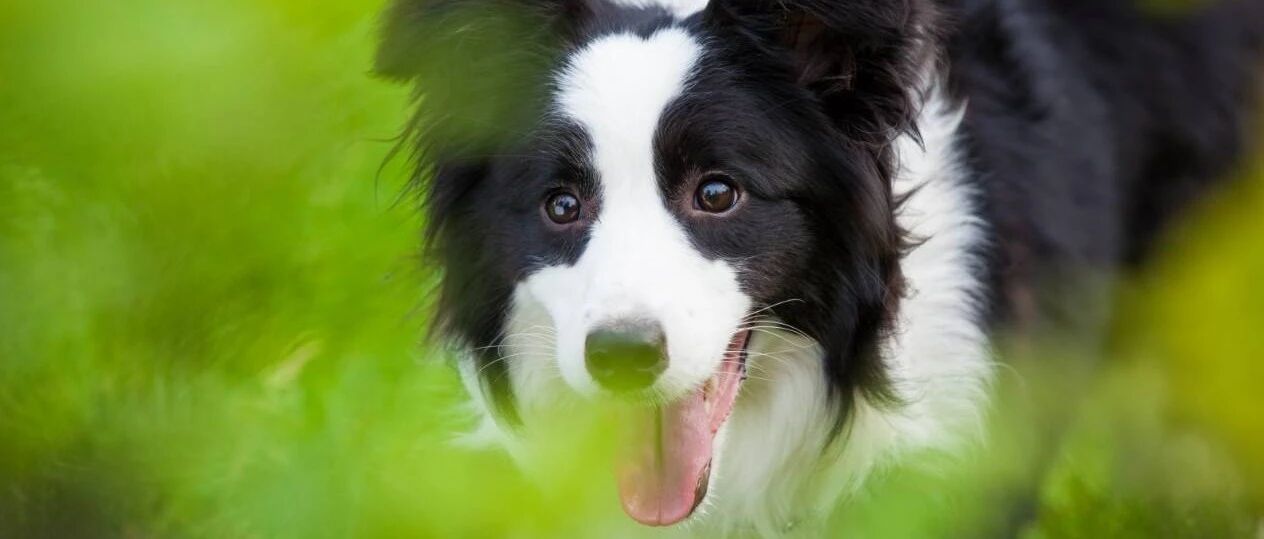 边境牧羊犬使用说明书