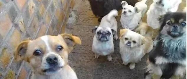 紧急求助！北方寒冬疫情大爆发,基地毛孩子们已经断粮了,急需支援！