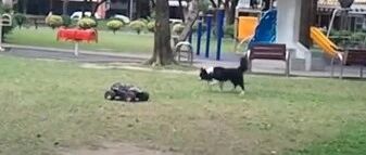 公园里来了个遥控汽车，边牧的反应…