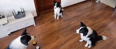 边牧到底有多聪明？人家都已经开始当老师了…