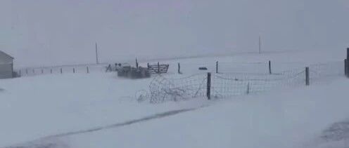 暴雪天羊群走丢，边牧转身冲进风暴，下一秒羊群整齐奔来主人看呆