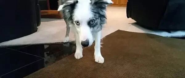 边牧被主人指使去“偷钱”，表情充满委屈：哪有这样的主人...