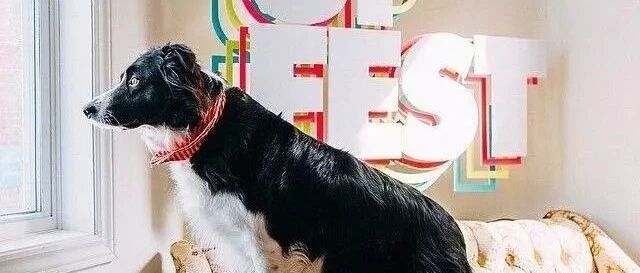 快过年了，有的边牧也忙活起来了…