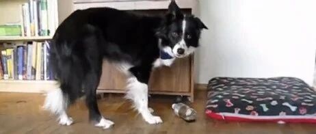 主人不陪边牧玩，边牧不开心故意捣蛋，主人无奈只能面对…