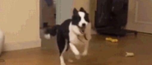 网友晒出自家边牧被质疑：确定它不是哈士奇？