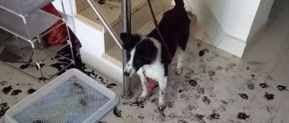 这是披着边牧外表的二哈吧？