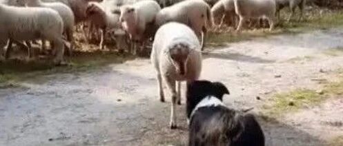 倔羊 VS 边牧，边牧的职业生涯遭遇严峻挑战…