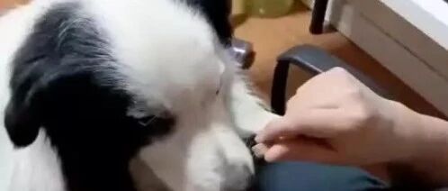主人假装喂边牧吃东西，狗子气得当场就翻脸了