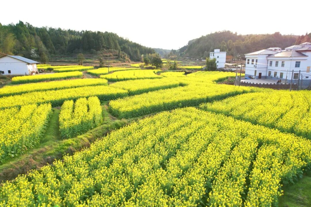 天心镇:千亩油菜花盛开,美丽乡村入画来! | 安远县信息公开