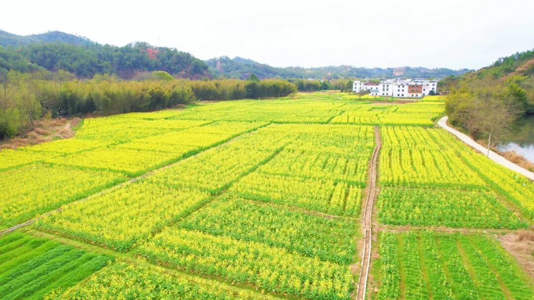天心镇:千亩油菜花盛开,美丽乡村入画来! | 安远县信息公开
