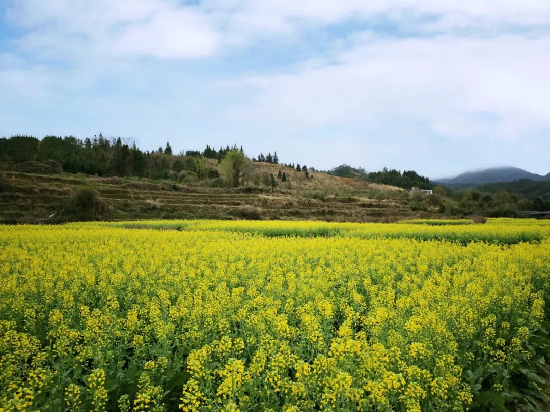 天心镇:千亩油菜花盛开,美丽乡村入画来! | 安远县信息公开