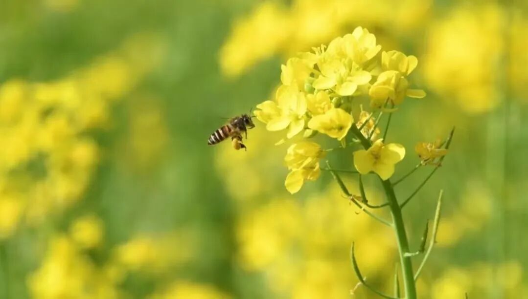 天心镇千亩油菜花盛开美丽乡村入画来