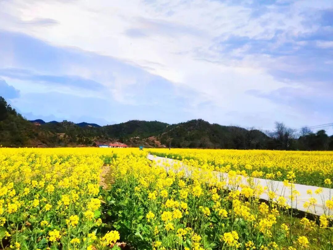 天心镇:千亩油菜花盛开,美丽乡村入画来! | 安远县信息公开