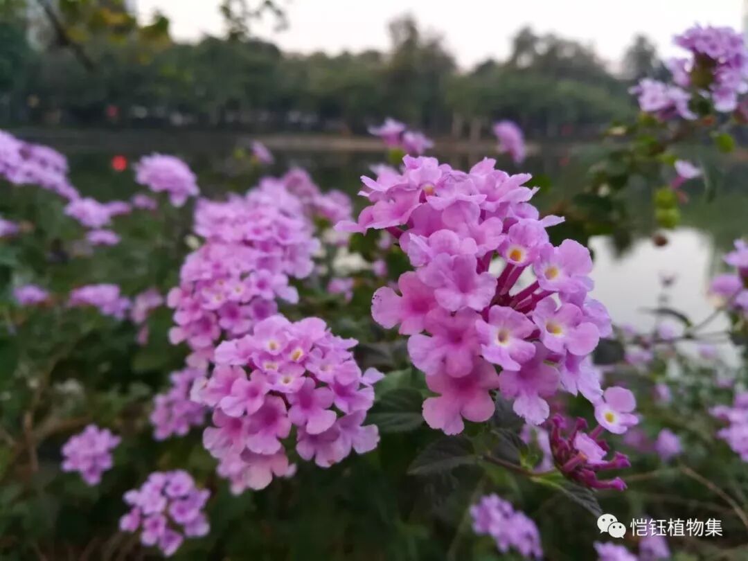 138 植物 蔓马缨丹 恺钰植物集 微信公众号文章阅读 Wemp
