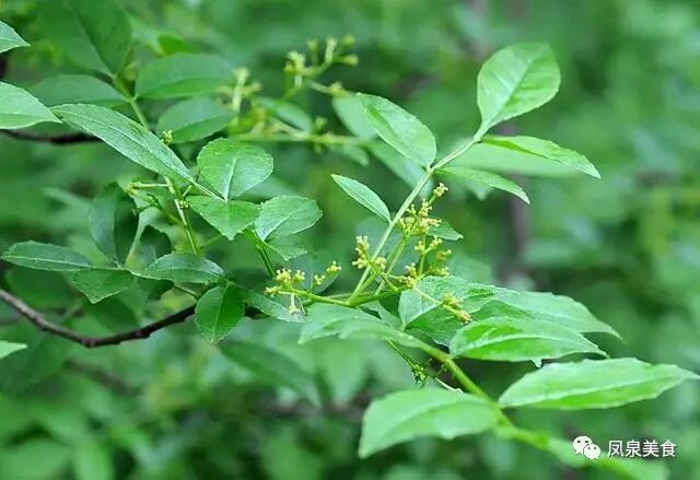 麻椒,花椒,傻傻分不清楚.