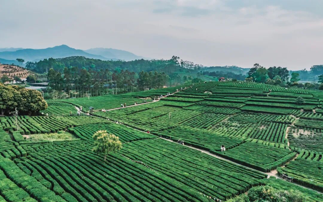 DJI_20250410174631_0148_D.jpg
