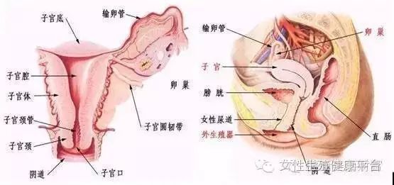 带你全面认识女性的生殖系统 上 外生殖器官 女性必读 女性健康生活微平台 微信公众号文章阅读 Wemp