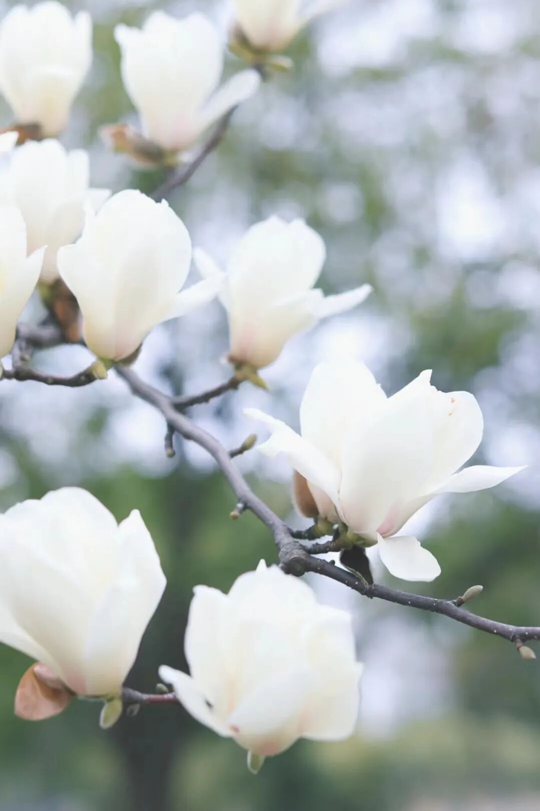 "市花"白玉兰争相盛开,俏立枝头唤春来,在金海都去哪里赏花?