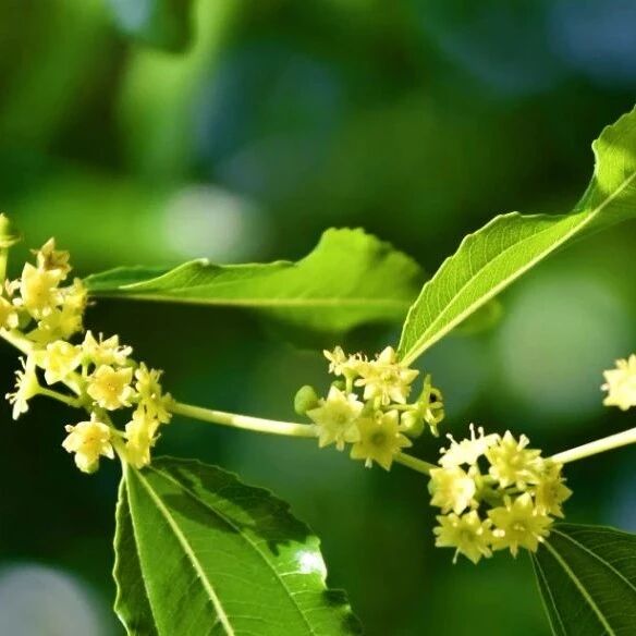 【青春语文·张娟专栏】枣花庭院客思乡