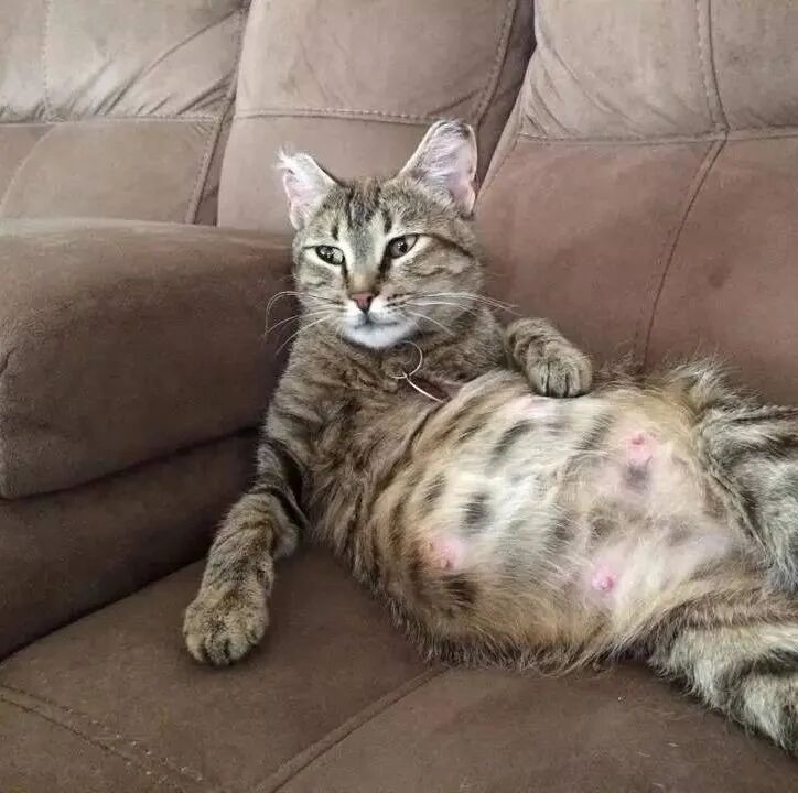 关于猫咪尿血的原因，你知道或不知道的都在这儿了_病症_维宠宠物导航网