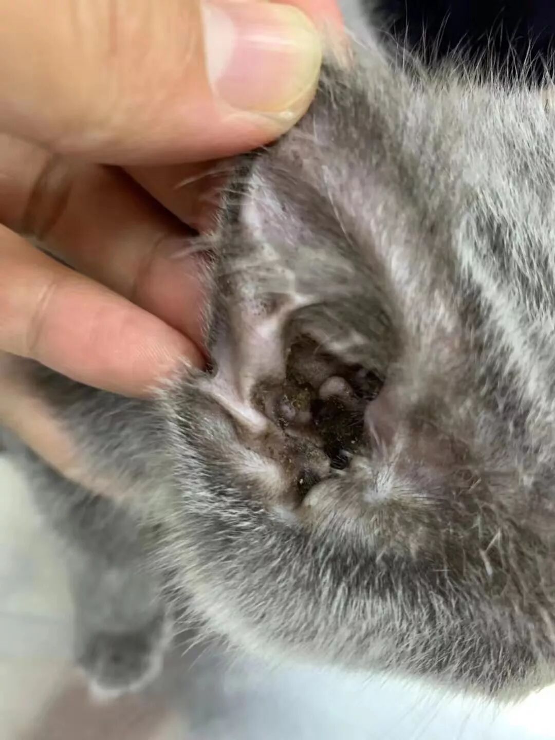 奥德沐洁耳液丨刘雪青医生分享一例猫耳螨混合马拉色真菌感染病例的治疗 病症 维宠宠物导航网