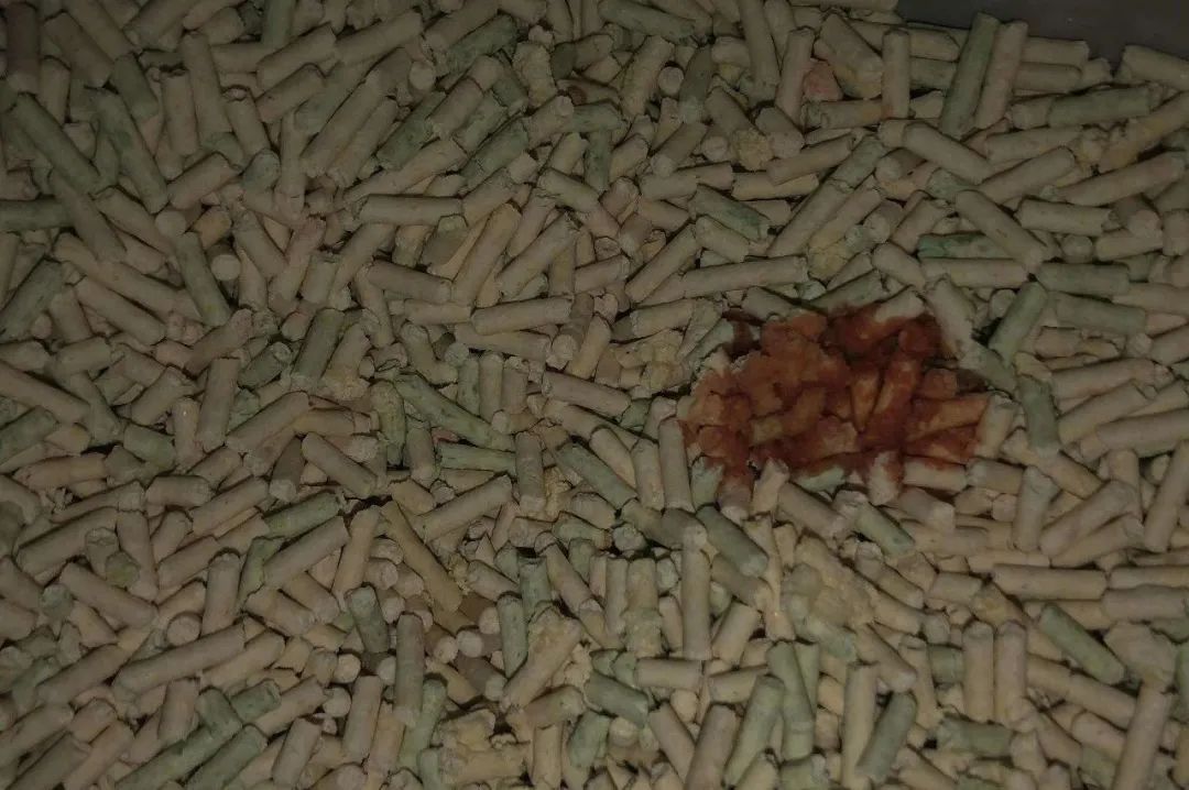 关于猫咪尿血的原因 你知道或不知道的都在这儿了 病症 维宠宠物导航网