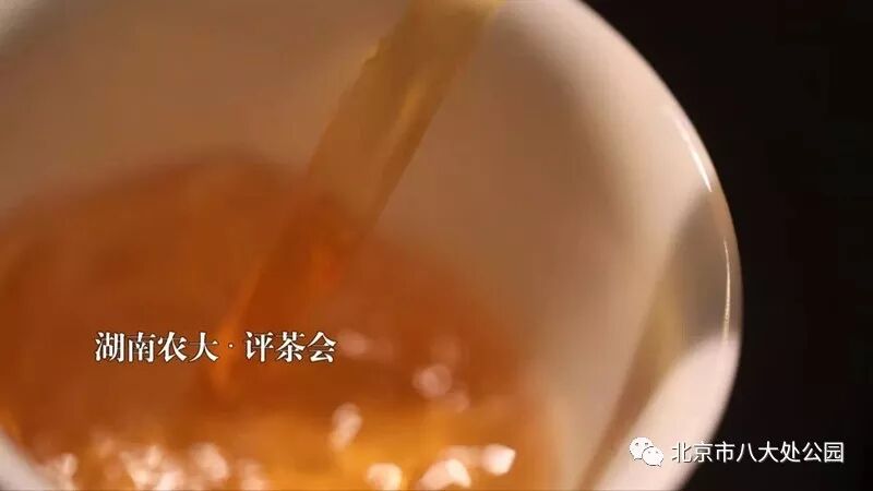挑担茶叶上北京|黑茶大业之四：解开“金花”的奥秘