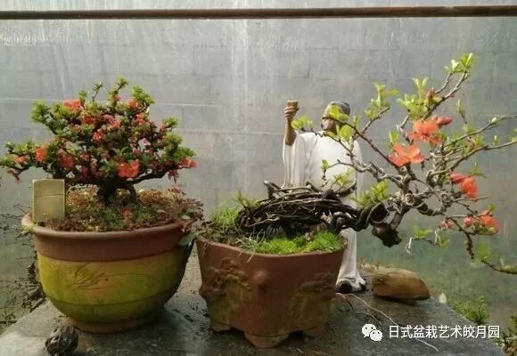 观木见森林 长寿梅 日式盆栽艺术皎月园 微信公众号文章阅读 Wemp