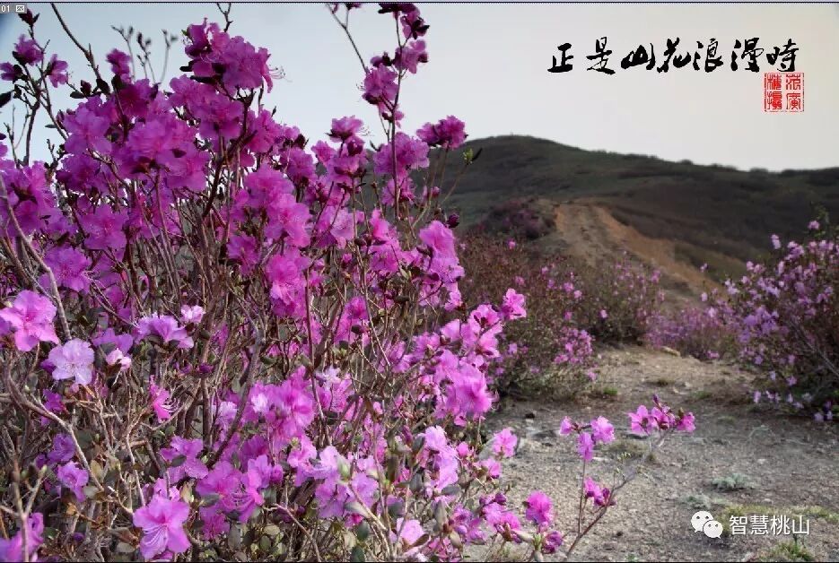 山花烂漫东山里 花开富贵鞑子香