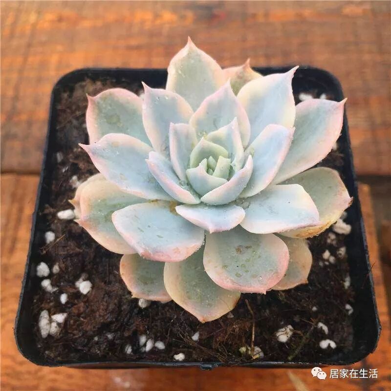 出锦的多肉植物 是每一个多肉爱好者的最爱 皮氏蓝石莲锦超美 居家在生活 微信公众号文章阅读 Wemp